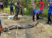 Damkar Bombana Evakuasi Buaya Tiga Meter yang Meresahkan Warga Poleang Utara