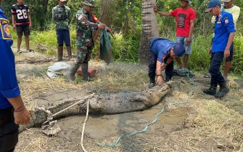 Damkar Bombana Evakuasi Buaya Tiga Meter yang Meresahkan Warga Poleang Utara