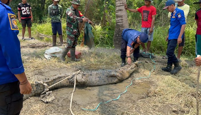 Damkar Bombana Evakuasi Buaya Tiga Meter yang Meresahkan Warga Poleang Utara