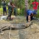 Damkar Bombana Evakuasi Buaya Tiga Meter yang Meresahkan Warga Poleang Utara
